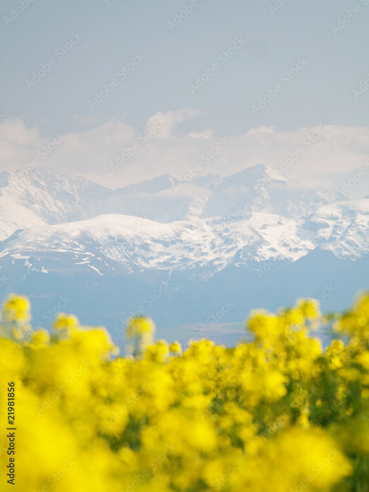 Rapeseed field and mountains