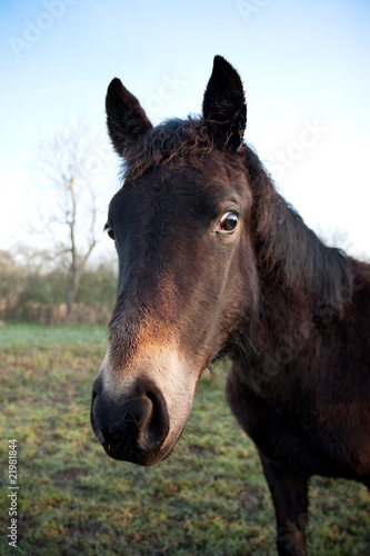 Brown Horse Head Portrait © Simon Greig