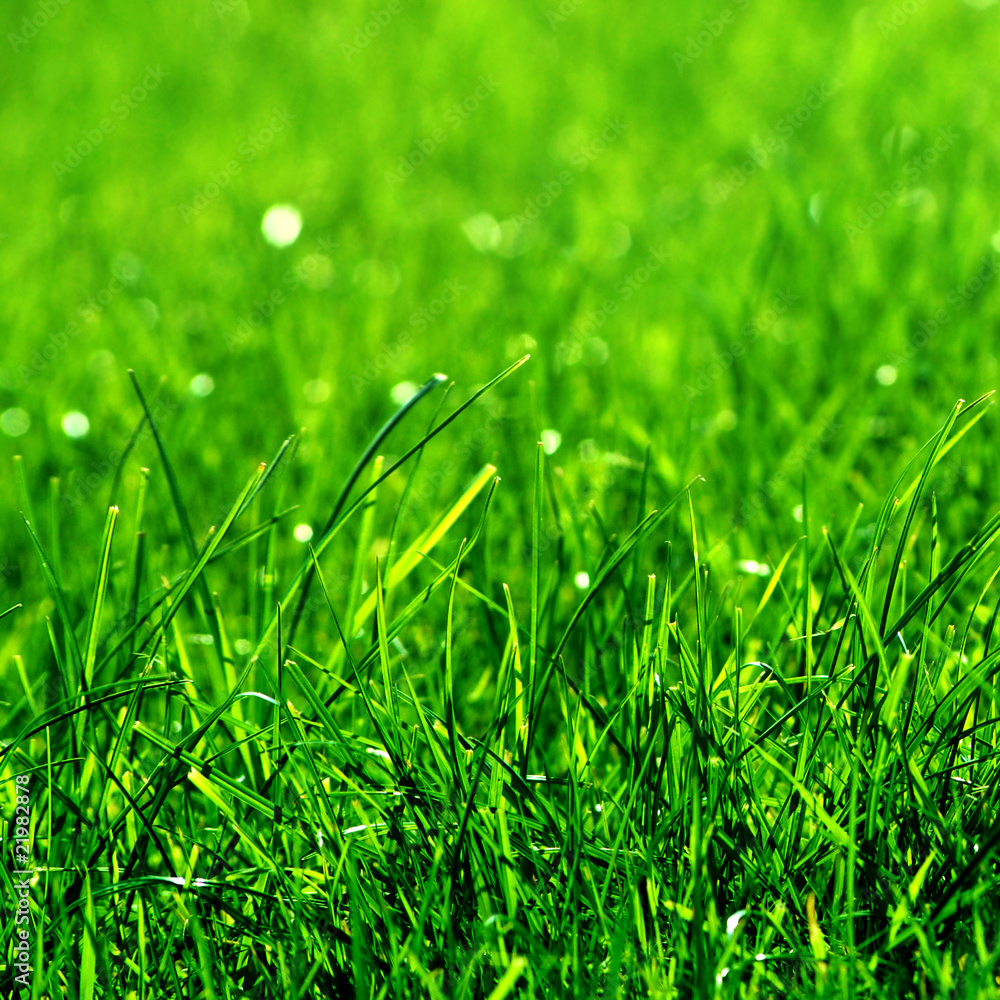 Fototapeta premium green grass background