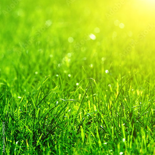 green grass background with sun beam