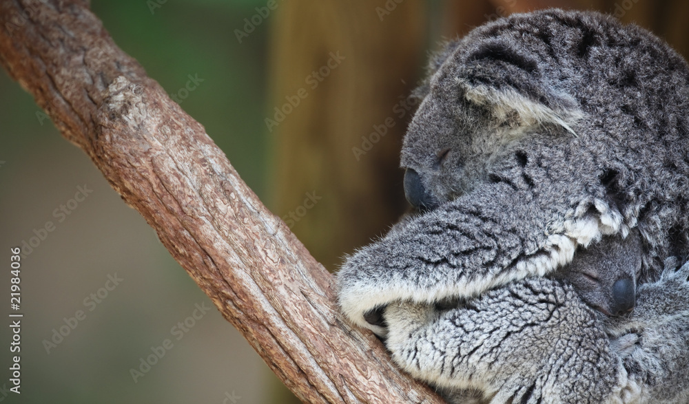 Mother and baby Koala portrait