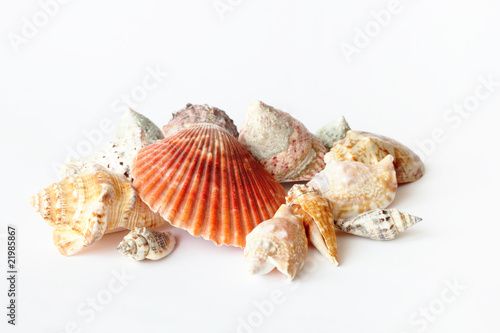 Beautifull sea shells close up white