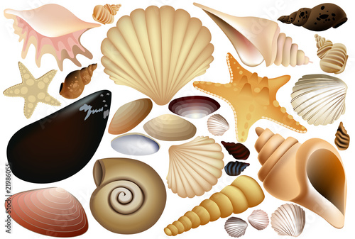 Shell collection