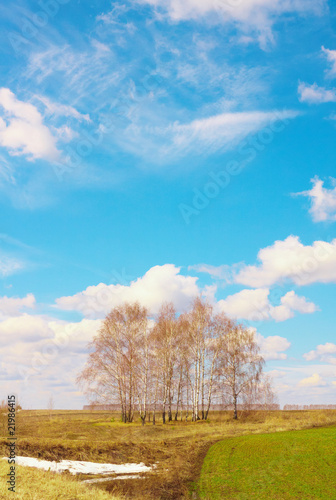 The sky over the field and birches