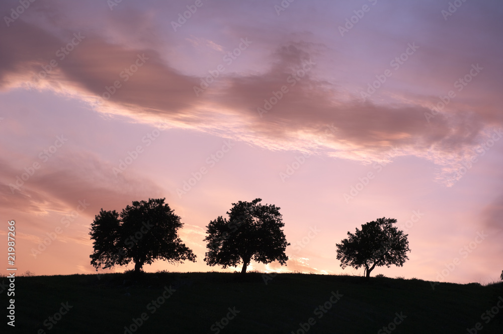 Three Silhouette Trees At The Twilight