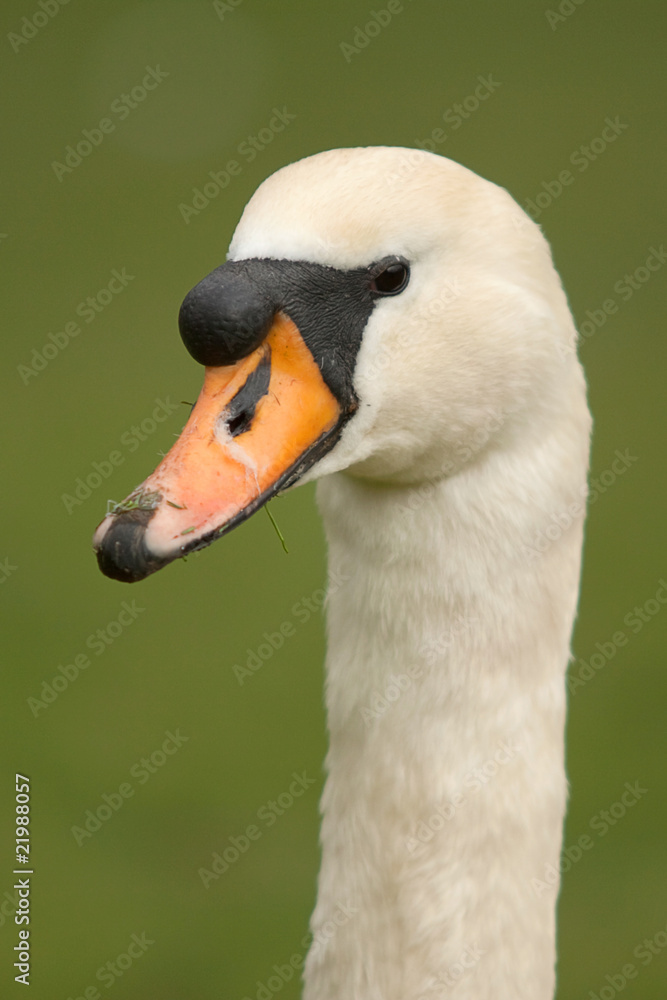 swan portrait 7327 swan portrait 7327
