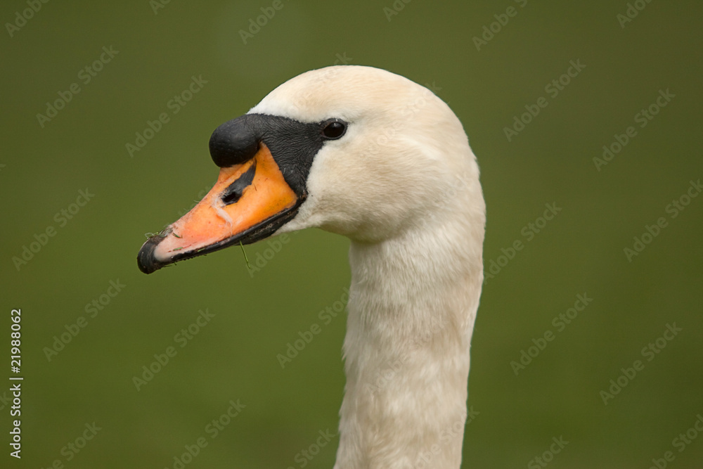swan portrait 7323 swan portrait 7323
