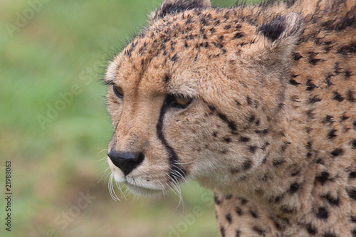 cheetah 7288