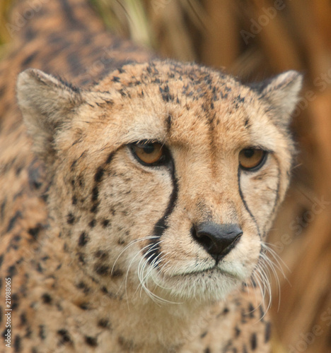 cheetah 7285