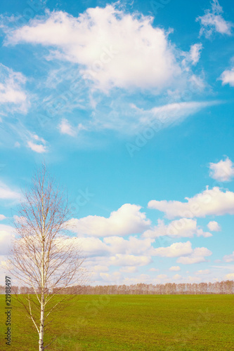 Birch against a background of sky and field