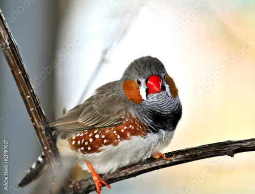 Cuadro en lienzo Zebra finch