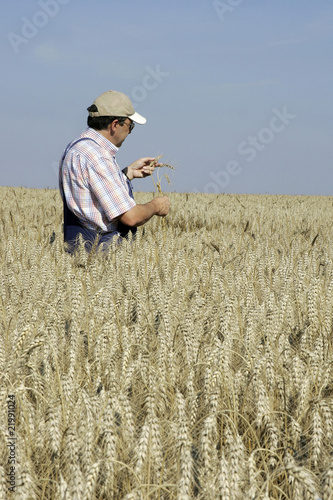 Landwirt besichtigt Weizenfeld