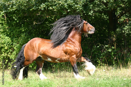 Photos gekörter Irish Tinker Hengst Tobie P