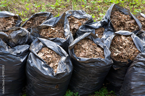 Last year leaves in the bags