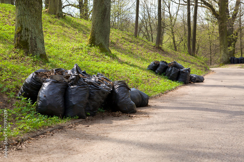 Last year leaves in the bags