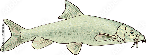 Barbeau