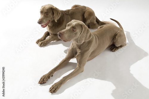 Barnlig Amerika tøjlerne Hund, Weimaraner Langhaar Stock Photo | Adobe Stock