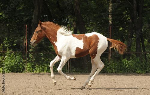 Skewbald foal on gallop © regataFly