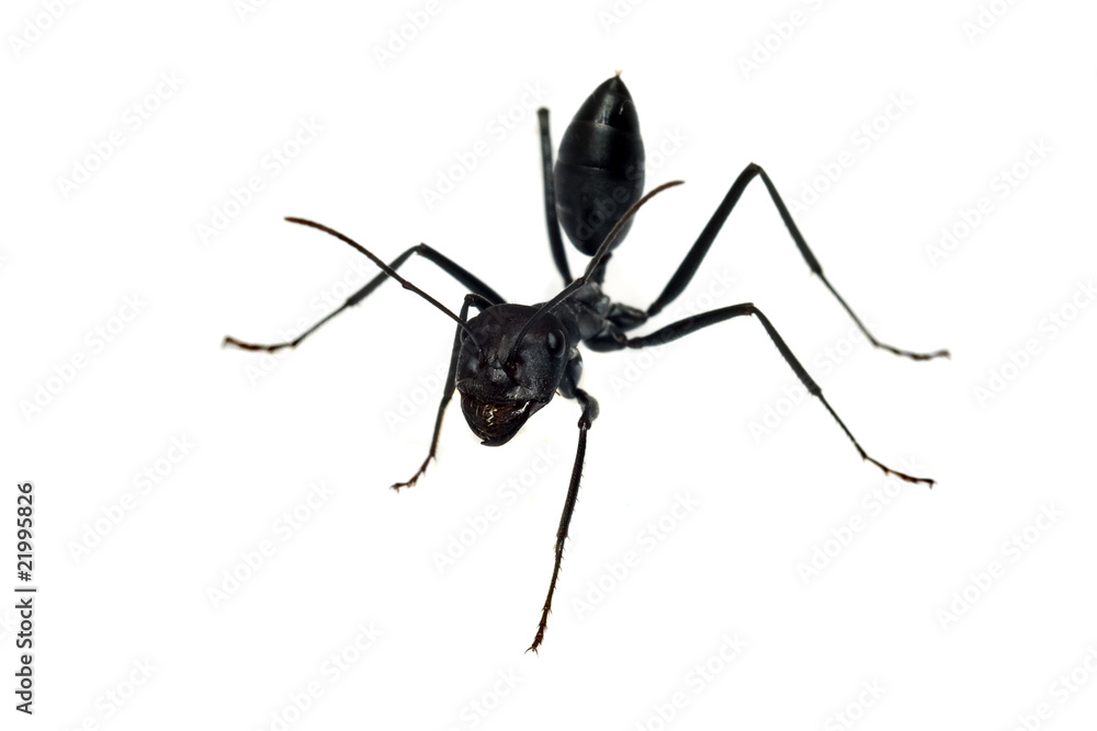 ant isolated on white ant isolated on white