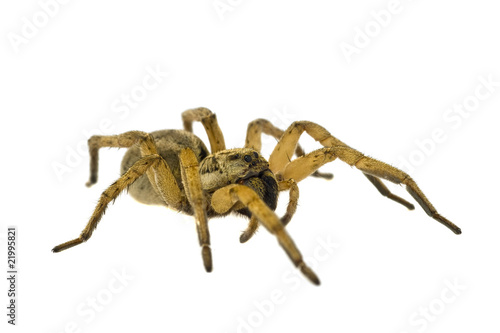 spider isolated on white background close-up