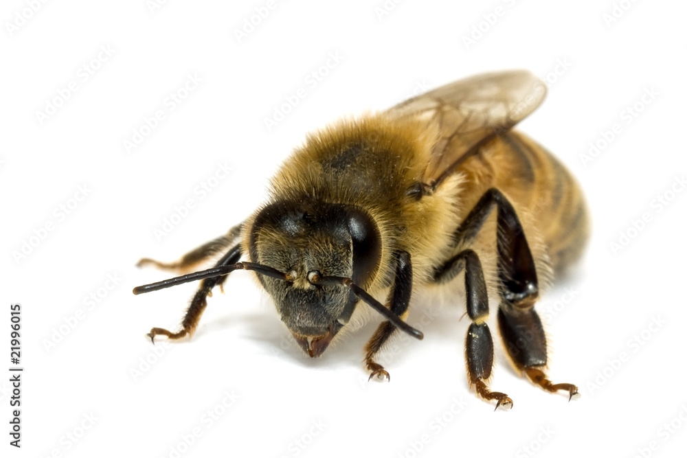 Single Bee isolated on white Single Bee isolated on white