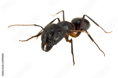 Ant isolated on white