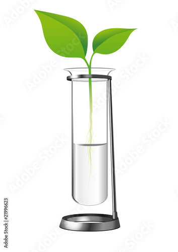 Provetta con pianta verde