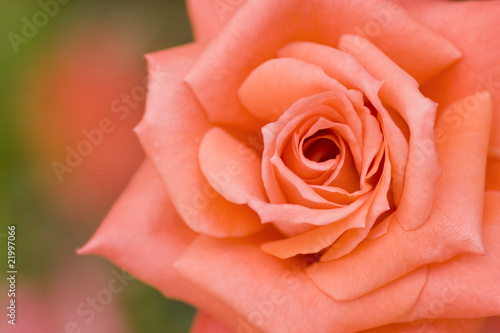 Beautiful pink rose center close up shoot