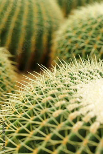 cactus   echinocactus grusonii  golden barrel cactus