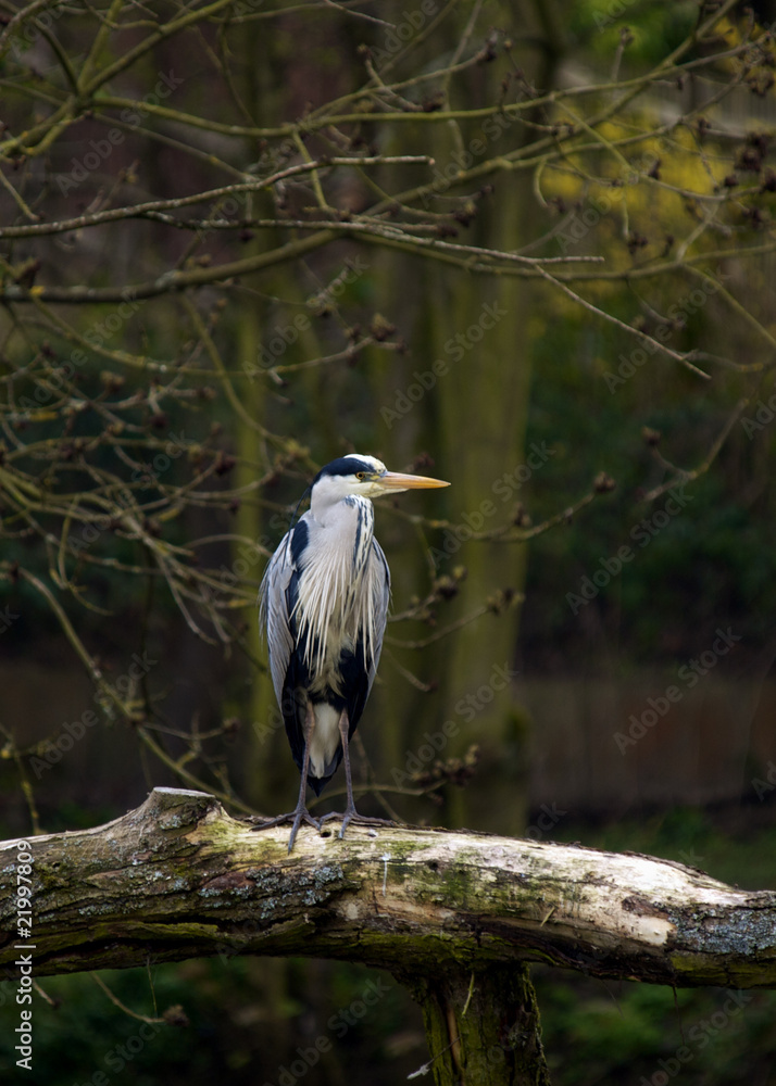 Fototapeta premium Heron