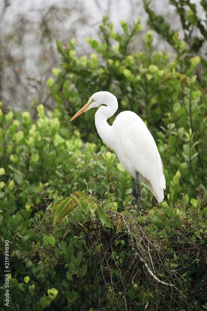 Great Egret Great Egret
