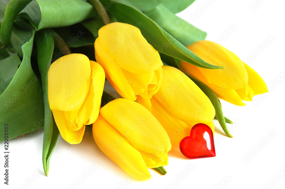 Yellow tulips Yellow tulips