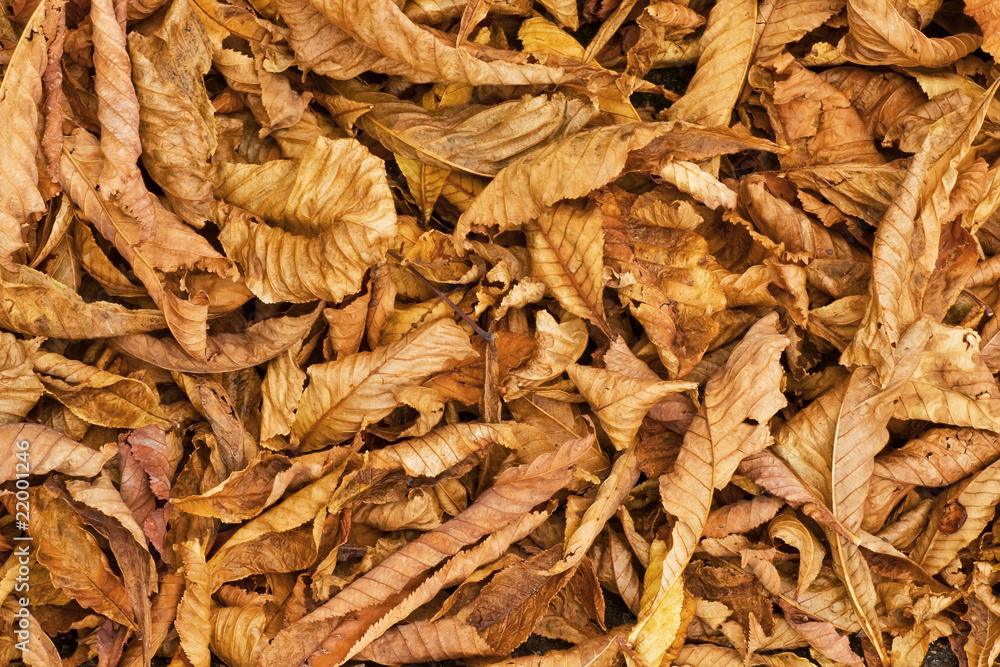 Autumn leaves - background
