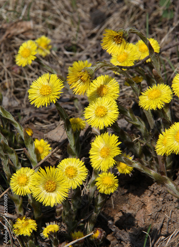 Foto Blossoming coltsfoot (tussilago farfara, foalfoot) background