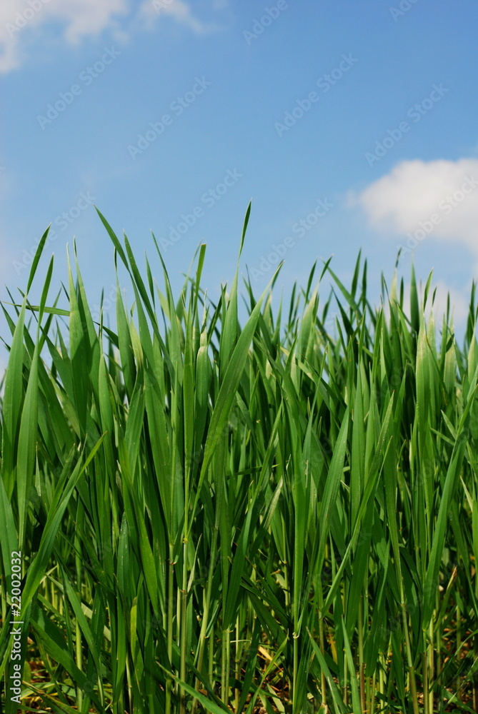 Green grass stems