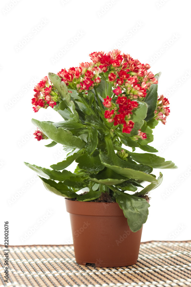 plant in pot on white background