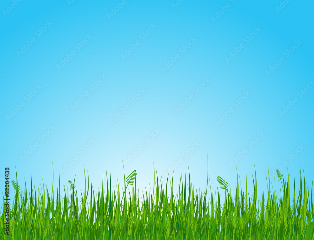 Fototapeta premium Grassy field