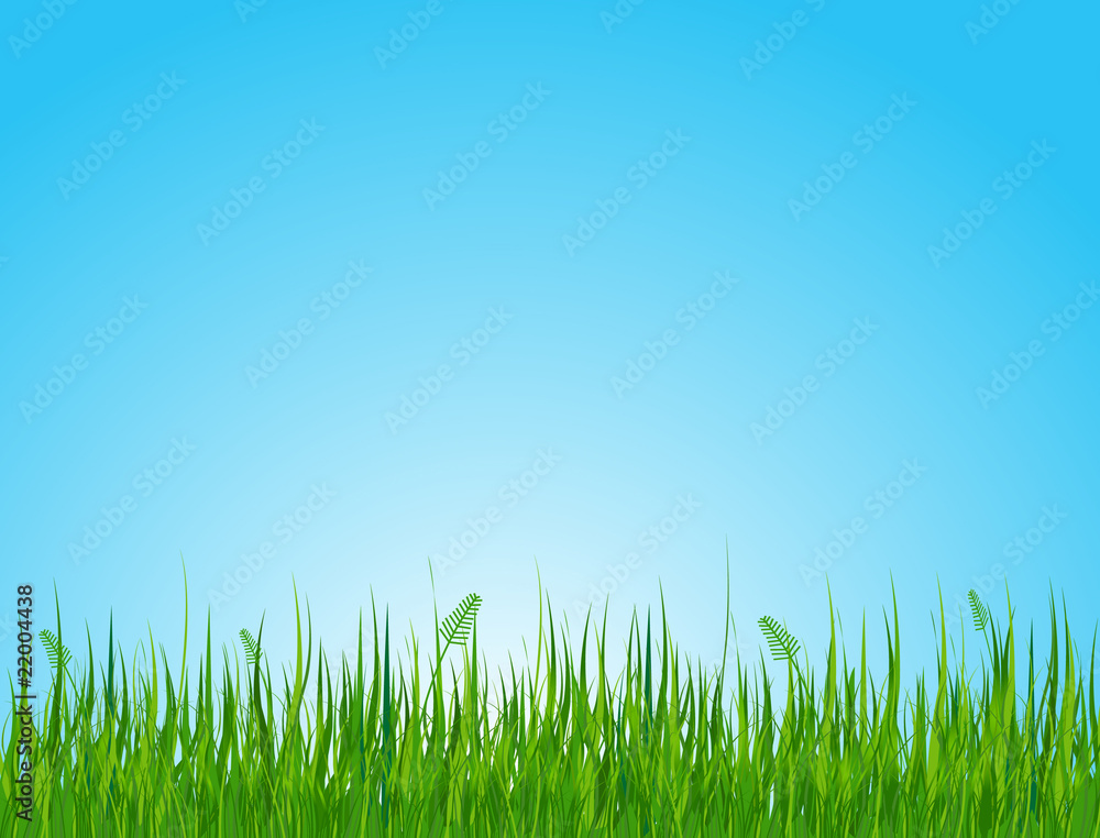 Grassy field Grassy field