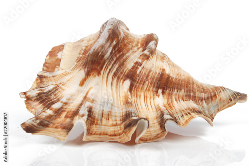 a conch