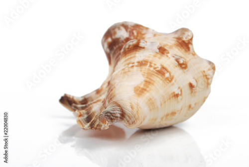a conch