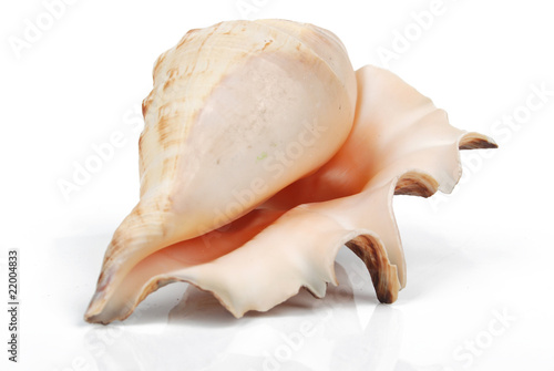 a conch