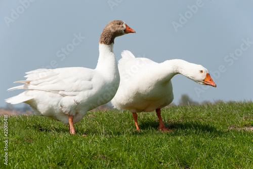 Gooses in landscape