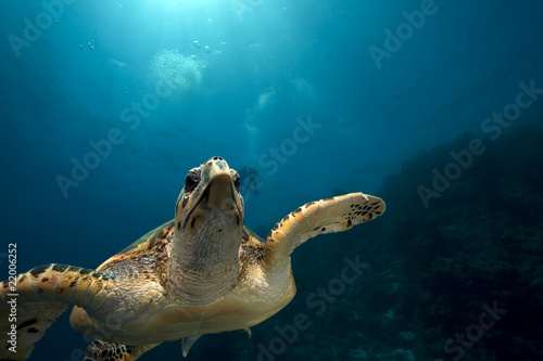 hawksbill turtle and ocean