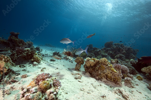 ocean, coral and fish