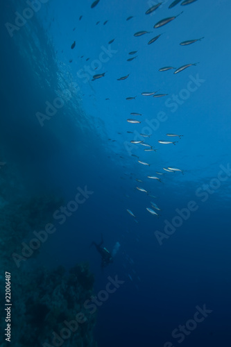 ocean, coral and fish © stephan kerkhofs