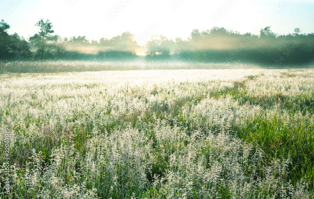 Fototapeta premium Morning meadow
