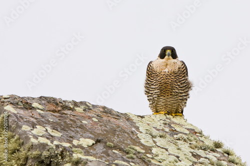 Peregrine Falcon photo