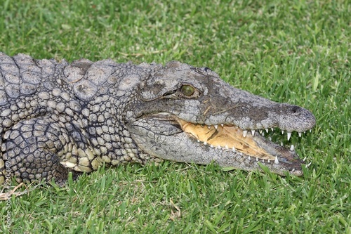 Nile Crocodile Portrait