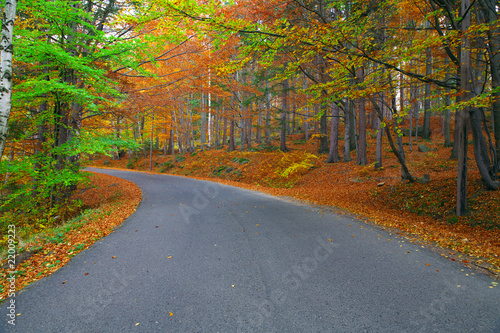 Road in colorful forest