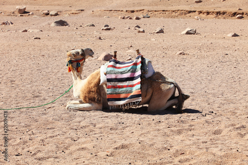 Camel in Egyptian desert lying down
